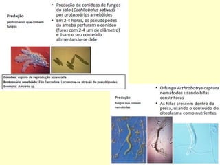 Microbiologia aplicada aula03 microrganismos
