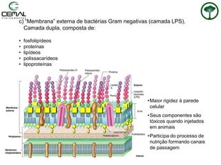c) “Membrana” externa de bactérias Gram negativas (camada LPS).
Camada dupla, composta de:
• fosfolipídeos
• proteínas
• lipídeos
• polissacarídeos
• lipoproteínas
•Maior rigidez à parede
celular
•Seus componentes são
tóxicos quando injetados
em animais
•Participa do processo de
nutrição formando canais
de passagem
 