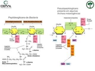 Pseudopeptidoglicano
presente em algumas
Archaea metanogênicas
Peptideoglicano de Bacteria
 