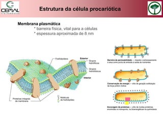 Estrutura da célula procariótica
Membrana plasmática
* barreira física, vital para a células
* espessura aproximada de 8 nm
 