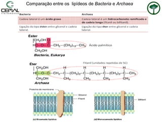 Comparação entre os lipídeos de Bacteria e Archaea
 