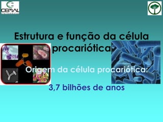 Origem da célula procariótica:
3,7 bilhões de anos
Estrutura e função da célula
procariótica
 