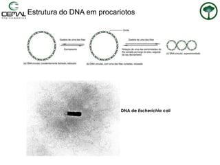 Estrutura do DNA em procariotos
DNA de Escherichia coli
 