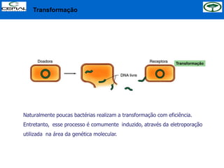 Transformação
Naturalmente poucas bactérias realizam a transformação com eficiência.
Entretanto, esse processo é comumente induzido, através da eletroporação
utilizada na área da genética molecular.
 
