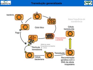 Transdução generalizada
Baixa frequência de
transferência
Empacotament
o acidental
 