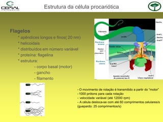 Estrutura da célula procariótica
Flagelos
* apêndices longos e finos( 20 nm)
* helicoidais
* distribuídos em número variável
* proteína: flagelina
* estrutura:
- corpo basal (motor)
- gancho
- filamento
- O movimento de rotação é transmitido a partir do “motor”
-1000 prótons para cada rotação
- velocidade variável (até 12000 rpm)
- A célula desloca-se com até 60 comprimentos celulares/s
(guepardo: 25 comprimentos/s)
 