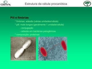 Pili e fímbrias
* fímbrias: adesão (várias unidades/célula)
* pili: mais longos (geralmente 1 unidade/célula)
- conjugação
- adesão em bactérias patogênicas
* composição: proteínas
Estrutura da célula procariótica
 