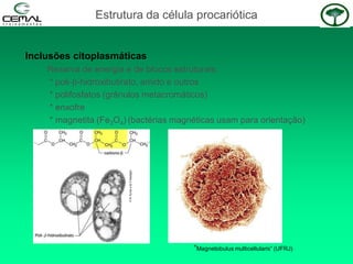 Inclusões citoplasmáticas
Reserva de energia e de blocos estruturais:
* poli--hidroxibutirato, amido e outros
* polifosfatos (grânulos metacromáticos)
* enxofre
* magnetita (Fe3O4) (bactérias magnéticas usam para orientação)
“Magnetobulus multicellularis” (UFRJ)
Estrutura da célula procariótica
 
