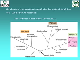 Com base em comparações de sequências das regiões intergênicas
16S – 23S do DNA ribossômico:
Três Domínios (Super-reinos) (Woese, 1977)
 