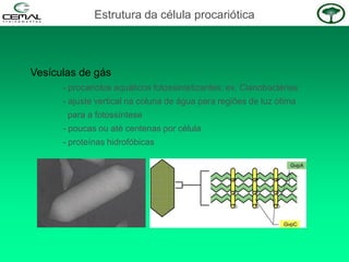 Vesículas de gás
- procariotos aquáticos fotossintetizantes: ex. Cianobactérias
- ajuste vertical na coluna de água para regiões de luz ótima
para a fotossíntese
- poucas ou até centenas por célula
- proteínas hidrofóbicas
Estrutura da célula procariótica
 
