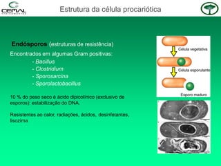 Endósporos (estruturas de resistência)
Encontrados em algumas Gram positivas:
- Bacillus
- Clostridium
- Sporosarcina
- Sporolactobacillus
10 % do peso seco é ácido dipicolínico (exclusivo de
esporos): estabilização do DNA.
Resistentes ao calor, radiações, ácidos, desinfetantes,
lisozima
Estrutura da célula procariótica
 
