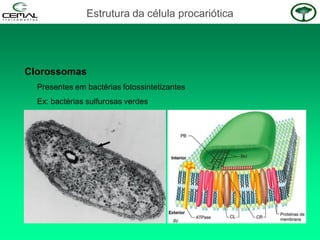 Clorossomas
Presentes em bactérias fotossintetizantes
Ex: bactérias sulfurosas verdes
Estrutura da célula procariótica
 