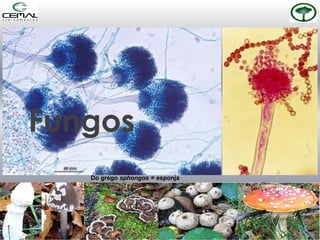 Fungos
Do grego sphongos = esponja
 