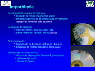 Decomposição da matéria orgânica
* atividade de maior importância global
* principais agentes de decomposição em florestas:
- liberação de nutrientes para as plantas
Destruição de produtos
* madeira: postes, barcos, casas, etc.
* outros materiais: tecidos, lentes, discos
Biorremediação
* degradação de benzeno, naftaleno, fluoreno
* biosorção de metais pesados e radioativos
Micotoxinas (não é uma infecção)
* aflatoxinas: Aspergillus flavus e A. parasiticus
- grãos oleaginosos
- câncer do fígado
Importância
 