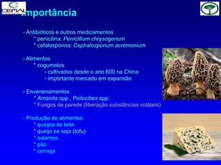 - Antibióticos e outros medicamentos
* penicilina: Penicillium chrysogenum
* cefalosporina: Cephalosporium acremonium
- Alimentos
* cogumelos
- cultivados desde o ano 600 na China
- importante mercado em expansão
- Envenenamentos
* Amanita spp., Psilocibes spp.
* Fungos de parede (liberação substâncias voláteis)
- Produção de alimentos
* queijos de leite
* queijo se soja (tofu)
* salames
* pão
* cerveja
Importância
 