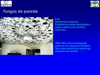EUA:
Stachybotrys chartarum
Problemas de saúde relacionados a
casas e edifícios (sick building
syndrome).
1993-1994: surto de hemorragia
pulmonar em crianças de Cleveland,
Ohio cujas casas tinham esse fungo
crescendo nas paredes.
Fungos de parede
 