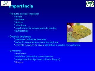- Produtos de valor industrial
* álcool
* enzimas
* ácidos
* vitaminas
* reguladores de crescimento de plantas
* surfactantes
- Doenças de plantas
* perdas econômicas enormes
* extinção de espécies em escala regional
* controle biológico de ervas (daninhas e usadas como drogas)
- Simbiontes
* micorrizas
* endófitos (alcalóides contra insetos)
* artrópodes (formigas que cultivam fungos)
* líquens
Importância
 