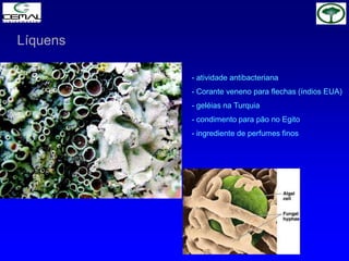 Líquens
- atividade antibacteriana
- Corante veneno para flechas (índios EUA)
- geléias na Turquia
- condimento para pão no Egito
- ingrediente de perfumes finos
 