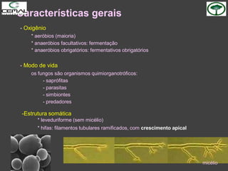 - Oxigênio
* aeróbios (maioria)
* anaeróbios facultativos: fermentação
* anaeróbios obrigatórios: fermentativos obrigatórios
- Modo de vida
os fungos são organismos quimiorganotróficos:
- saprófitas
- parasitas
- simbiontes
- predadores
Características gerais
-Estrutura somática
* leveduriforme (sem micélio)
* hifas: filamentos tubulares ramificados, com crescimento apical
micélio
 