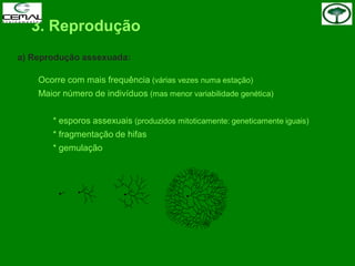 3. Reprodução
a) Reprodução assexuada:
Ocorre com mais frequência (várias vezes numa estação)
Maior número de indivíduos (mas menor variabilidade genética)
* esporos assexuais (produzidos mitoticamente: geneticamente iguais)
* fragmentação de hifas
* gemulação
 