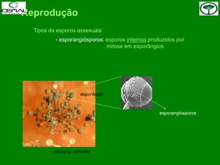 Reprodução
Tipos de esporos assexuais:
- esporangiósporos: esporos internos produzidos por
mitose em esporângios
esporangiósporos
esporângio
Rhizopus stolonifer
 