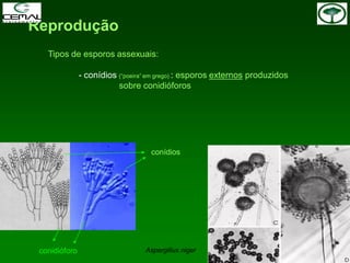 Reprodução
Tipos de esporos assexuais:
- conídios (“poeira” em grego) : esporos externos produzidos
sobre conidióforos
conídios
conidióforo Aspergillus niger
 