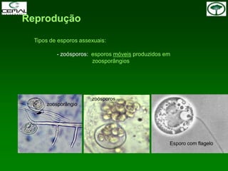 Reprodução
Tipos de esporos assexuais:
- zoósporos: esporos móveis produzidos em
zoosporângios
zoosporângio
zoósporos
Esporo com flagelo
 