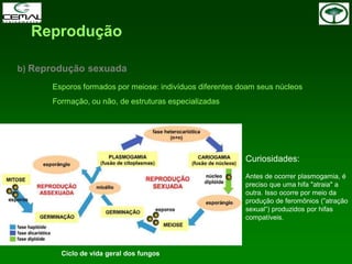 Reprodução
b) Reprodução sexuada
Esporos formados por meiose: indivíduos diferentes doam seus núcleos
Formação, ou não, de estruturas especializadas
Curiosidades:
Antes de ocorrer plasmogamia, é
preciso que uma hifa "atraia" a
outra. Isso ocorre por meio da
produção de feromônios (”atração
sexual“) produzidos por hifas
compatíveis.
Ciclo de vida geral dos fungos
 