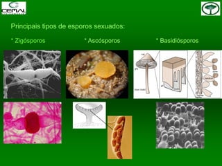 Principais tipos de esporos sexuados:
* Zigósporos * Ascósporos * Basidiósporos
 