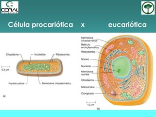 Célula procariótica x eucariótica
 
