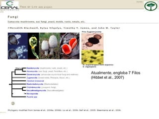 Atualmente, engloba 7 Filos
(Hibbet et al., 2007)
 