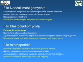 Filo Neocallimastigomycota
São anaeróbios obrigatórios no sistema digestivo de animais herbívoros
Auxiliam de forma importante na nutrição desses animais
Não apresentam mitocôndria
Reprodução assexuada por zoósporos com ou sem flagelos
Filo Blastocladiomycota
Fungos do solo e água
Normalmente são anaeróbios facultativos
Algumas espécies auxiliam na degradação da matéria orgânica e outras são patogênicas
Reprodução sexual pela fusão de gametas (zoósporo com flagelo único)
Filo microsporidia
Parasitas unicelulares de insetos, crustáceos, peixes e animais
Não tem mitocôndria, mas tem mitossomas (sem DNA)
Algumas espécies são letais e outras são utilizadas em controle biológico
Reprodução assexual e sexual (esporos sem flagelos)
 