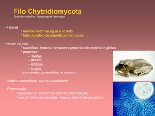 Filo Chytridiomycota
Chytridion significa “pequeno pote” em grego
- Habitat
* maioria vivem na água e no solo
* trato digestivo de mamíferos herbívoros
- Modo de vida
* saprófitas: (maioria) invasores primários de matéria orgânica
* parasitas:
- plantas
- insetos
- anfíbios
- fungos
* simbiontes (anaeróbios do rúmen)
- Maioria cenocíticos, alguns unicelulares
- Reprodução:
* assexual por zoósporos com um único flagelo
* sexual: fusão de gametas (zoósporos) e meiose zigótica
 