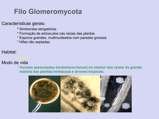 Filo Glomeromycota
Características gerais:
* Simbiontes obrigatórios
* Formação de arbúsculos nas raízes das plantas
* Esporos grandes, multinucleados com paredes grossas
* Hifas não septadas
Habitat:
* solo
Modo de vida
* formam associações (endomicorrízicos) no interior das raízes da grande
maioria das plantas herbáceas e árvores tropicais.
 