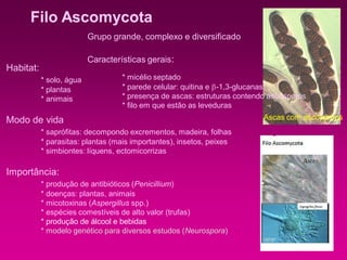 Filo Ascomycota
Habitat:
* solo, água
* plantas
* animais
Modo de vida
* saprófitas: decompondo excrementos, madeira, folhas
* parasitas: plantas (mais importantes), insetos, peixes
* simbiontes: líquens, ectomicorrizas
Importância:
* produção de antibióticos (Penicillium)
* doenças: plantas, animais
* micotoxinas (Aspergillus spp.)
* espécies comestíveis de alto valor (trufas)
* produção de álcool e bebidas
* modelo genético para diversos estudos (Neurospora)
Grupo grande, complexo e diversificado
Características gerais:
* micélio septado
* parede celular: quitina e -1,3-glucanas
* presença de ascas: estruturas contendo ascósporos
* filo em que estão as leveduras
Ascas com ascósporos
 