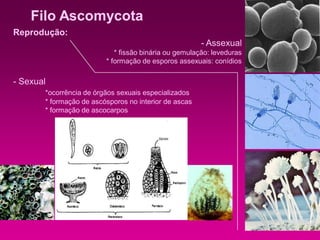Filo Ascomycota
Reprodução:
- Assexual
* fissão binária ou gemulação: leveduras
* formação de esporos assexuais: conídios
- Sexual
*ocorrência de órgãos sexuais especializados
* formação de ascósporos no interior de ascas
* formação de ascocarpos
 