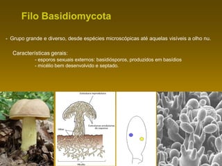 Filo Basidiomycota
- Grupo grande e diverso, desde espécies microscópicas até aquelas visíveis a olho nu.
Características gerais:
- esporos sexuais externos: basidiósporos, produzidos em basídios
- micélio bem desenvolvido e septado.
 