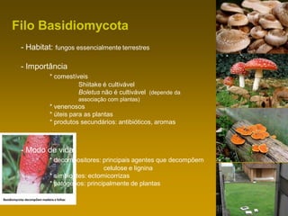 Filo Basidiomycota
- Habitat: fungos essencialmente terrestres
- Importância
* comestíveis
Shiitake é cultivável
Boletus não é cultivável (depende da
associação com plantas)
* venenosos
* úteis para as plantas
* produtos secundários: antibióticos, aromas
- Modo de vida
* decompositores: principais agentes que decompõem
celulose e lignina
* simbiontes: ectomicorrizas
* patógenos: principalmente de plantas
 