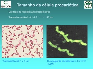 Tamanho da célula procariótica
Unidade de medida: m (micrômetro)
Tamanho variável: 0,1- 0,2 50 m
Thiomargarita namibiensis:  0,7 mm!
(1999)
Escherichia coli: 1 x 3 m
 