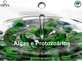 Algas e Protozoários
 