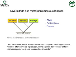 Diversidade dos microrganismos eucarióticos
• Algas
• Protozoários
• Fungos
“São fascinantes devido ao seu ciclo de vida complexo, morfologia variável,
métodos alternativos de reprodução, como agentes de doenças, fonte de
interesse econômico e pelo seu papel no ambiente.”
 
