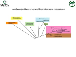 As algas constituem um grupo filogeneticamente heterogêneo.
 
