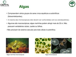 Algas
• Compreendem vários grupos de seres vivos aquáticos e autotróficos
(fotossintetizantes).
• A maioria são microscópicas (não devem ser confundidas com as cianobactérias).
• Algumas são macroscópicas: algas marinhas podem atingir mais de 30 m. Não
possuem verdadeiras raízes, caules ou folhas.
- Não precisam de sistema vascular pois toda célula é autotrófica.
Algas marinhas macroscópicas Algas microscópicas
 