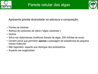 Parede celular das algas
Apresenta grande diversidade na estrutura e composição:
• Fibrilas de celulose
• Reforço de carbonato de cálcio (“algas calcáreas”)
• Quitina
• Sílica nas diatomáceas (melhores fósseis de algas, 200 milhões de anos)
• Contém poros que permitem apenas a passagem de substâncias de pequena
massa molecular
• Não fagocitam, aspecto que distingue dos protozoários.
• Ausente nas euglenóides
 