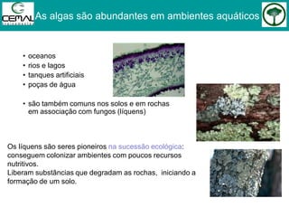 As algas são abundantes em ambientes aquáticos
• oceanos
• rios e lagos
• tanques artificiais
• poças de água
• são também comuns nos solos e em rochas
em associação com fungos (líquens)
Os líquens são seres pioneiros na sucessão ecológica:
conseguem colonizar ambientes com poucos recursos
nutritivos.
Liberam substâncias que degradam as rochas, iniciando a
formação de um solo.
 