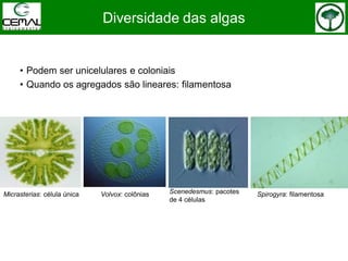 Diversidade das algas
• Podem ser unicelulares e coloniais
• Quando os agregados são lineares: filamentosa
Micrasterias: célula única Spirogyra: filamentosaVolvox: colônias Scenedesmus: pacotes
de 4 células
 