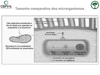 Tamanho comparativo dos microrganismos
 