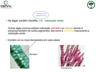Polysiphonia
Spirogyra
• As algas contém clorofila coloração verde
Outras algas comuns exibem coloração vermelha ou marrom devido à
presença também de outros pigmentos, tais como a xantofila, mascarando a
coloração verde.
• Contém um ou mais cloroplastos em cada célula
antenas para
captação da luz
 