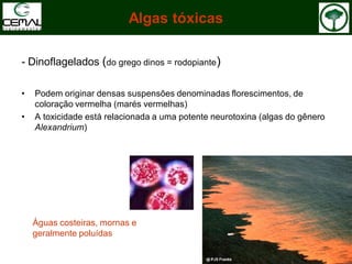 - Dinoflagelados (do grego dinos = rodopiante)
• Podem originar densas suspensões denominadas florescimentos, de
coloração vermelha (marés vermelhas)
• A toxicidade está relacionada a uma potente neurotoxina (algas do gênero
Alexandrium)
Algas tóxicas
Águas costeiras, mornas e
geralmente poluídas
 