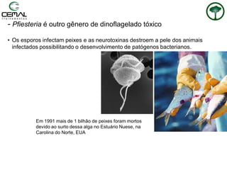 - Pfiesteria é outro gênero de dinoflagelado tóxico
• Os esporos infectam peixes e as neurotoxinas destroem a pele dos animais
infectados possibilitando o desenvolvimento de patógenos bacterianos.
Em 1991 mais de 1 bilhão de peixes foram mortos
devido ao surto dessa alga no Estuário Nuese, na
Carolina do Norte, EUA
 